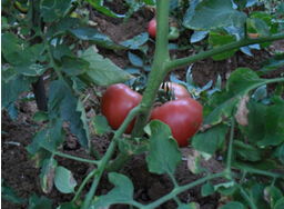 潍坊物超所值的有机西红柿哪里买 济南有机蔬菜种植基地