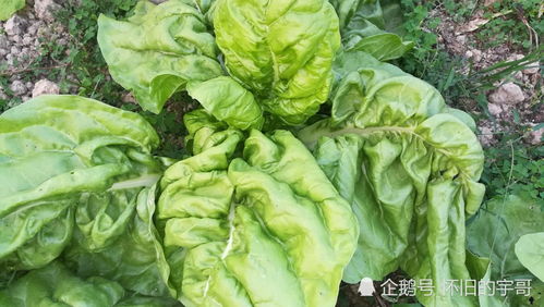 在潮汕,有一种蔬菜,昔日是猪菜,今朝是餐桌上的绿色食品
