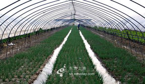 湖州30 农产品搬到上海 年供沪额50亿